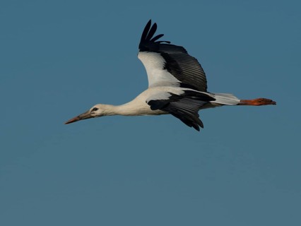 White Stork (Ciconia ciconia)