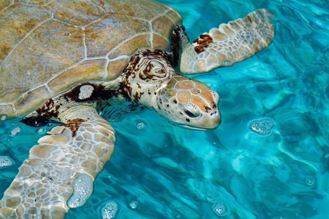 Green sea turtle (Chelonia mydas)