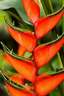 Heliconia (Heliconia sp.)