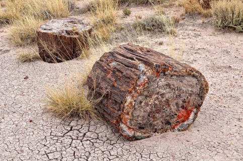 Fragments of silicified tree trunks