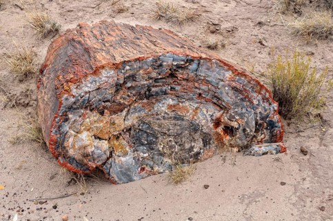 Fragment of a silicified tree trunk