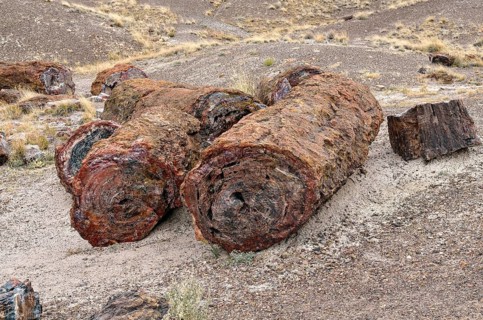Fragments of silicified tree trunks
