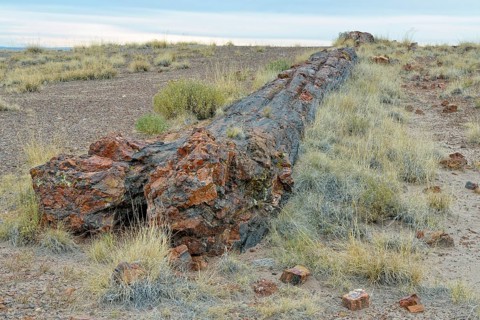 Silicified tree trunks