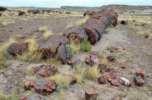 Silicified tree trunks