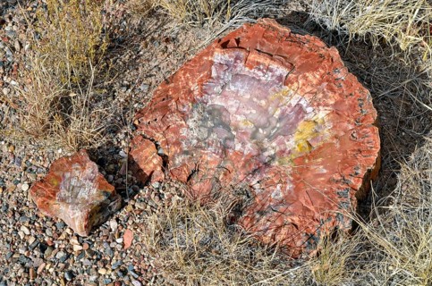 Fragment of a silicified tree trunk
