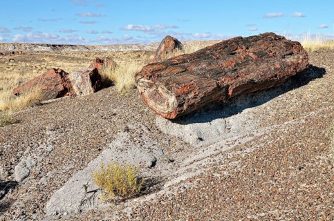 Fragments of silicified tree trunks
