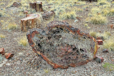 Petrified tree trunks