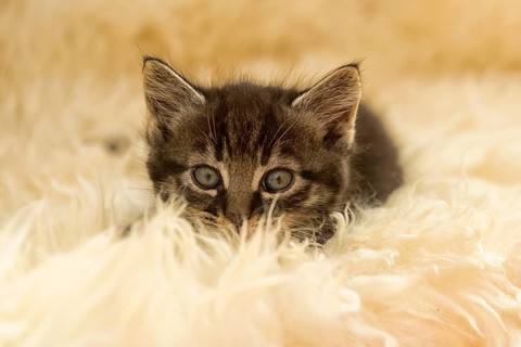 Tabby kitten