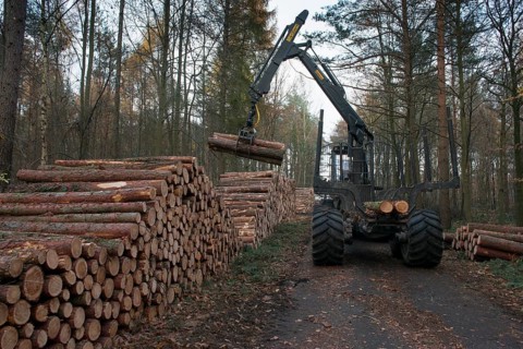 Forestry forwarder harvesting timber