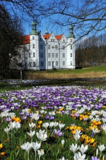 Crocuses (Crocus sp.) in front of Schloss Ahrensburg Castle