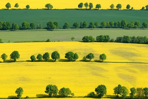 Hedgerow landscape with fields of rapeseed