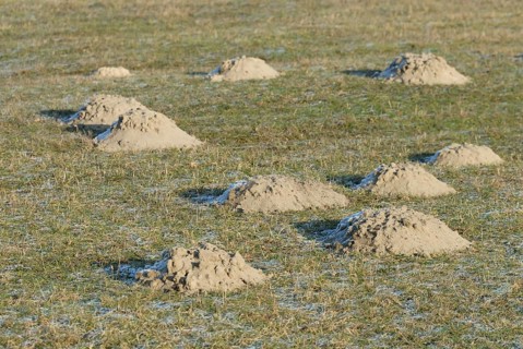 Molehills