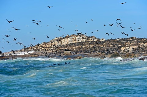 Cape Cormorants or Cape Shags (Phalacrocorax capensis)