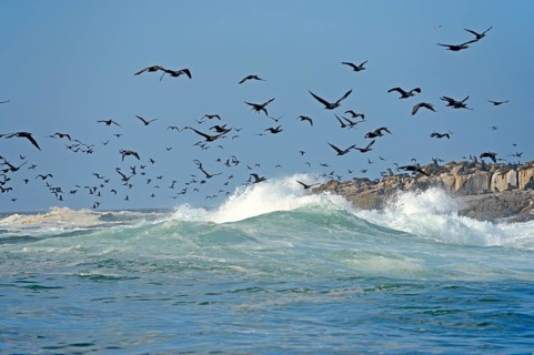 Cape Cormorants or Cape Shags (Phalacrocorax capensis)