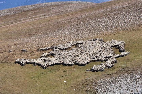 Flock of sheep grazing