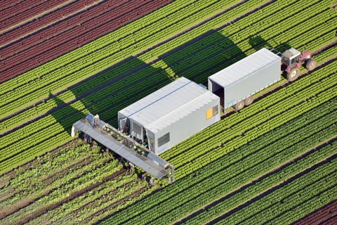 Lettuce harvest and processing