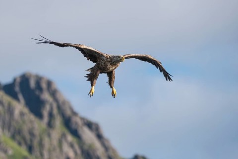 White-tailed Eagle or Sea Eagle (Haliaeetus albicilla)