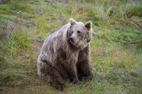 Brown Bear (Ursus arctos) sitting on grass