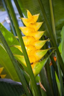 Heliconia