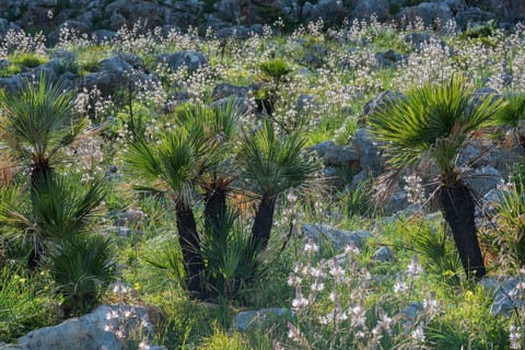 European fan palm