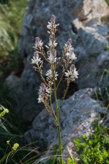 Branched Asphodel (Asphodelus ramosus)