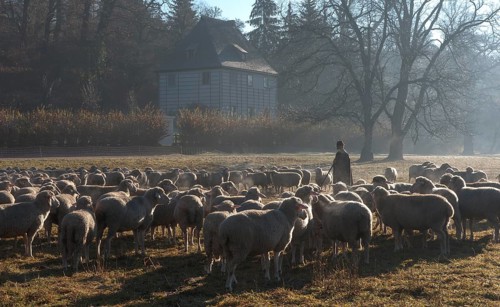 Shepherd with his flock in front of Goethe's Garden House