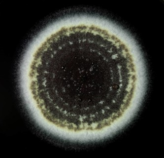 Mould