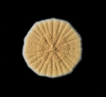 Mould