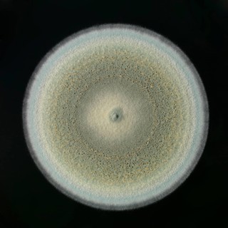 Mould