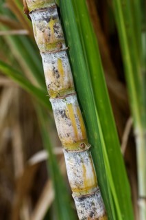 Sugar cane