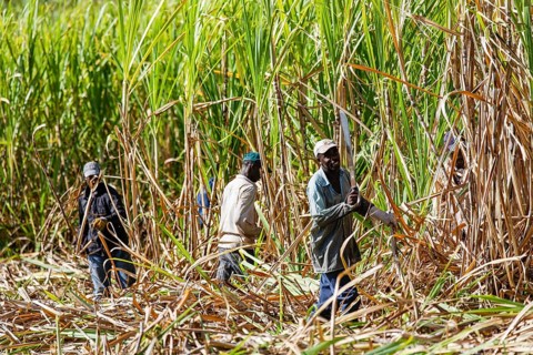 Workers cutting sugar cane