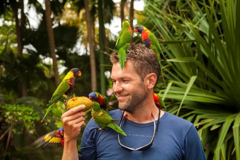 Man feeding Rainbow lorikeets (Trichoglossus haematodus) with a mango