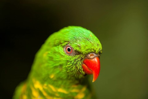 Rainbow lorikeet (Trichoglossus haematodus)