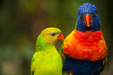 Rainbow lorikeets (Trichoglossus haematodus)