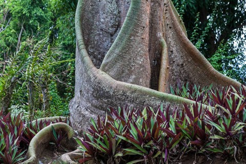 Breadfruit tree