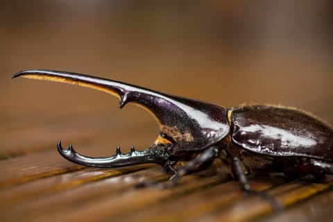 Hercules beetle (Dynastes hercules)