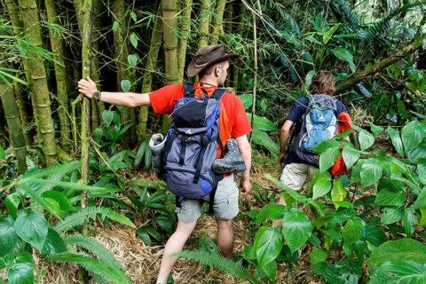Tourists during jungle trekking hike