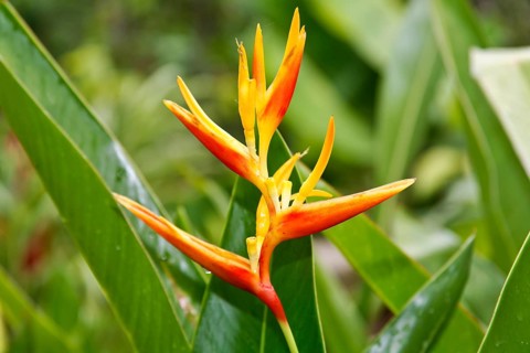 Heliconia