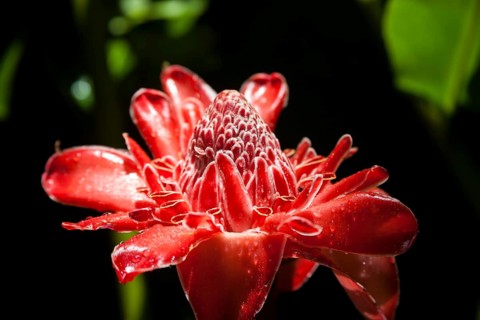 Porcelain Rose