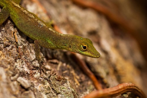 Gecko (Gekkonidae)