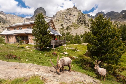 Alpine Ibexes (Capra ibex) grazing in front of the Refuge de la Cougourde