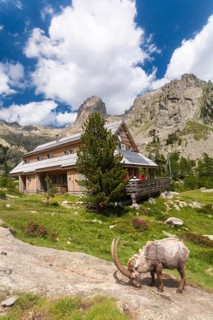 Alpine Ibex (Capra ibex) grazing in front of the Refuge de la Cougourde