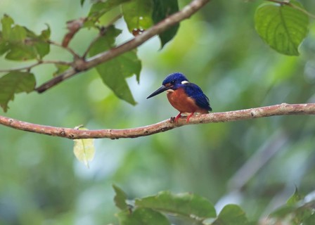 Blue-eared kingfisher (Alcedo meninting)