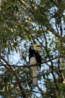 Oriental Pied Hornbill (Anthracoceros albirostris) sitting in the tree