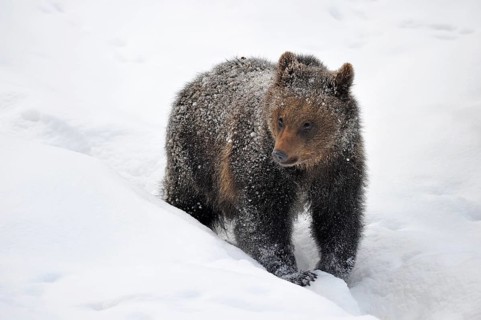 Brown Bear (Ursus arctos)
