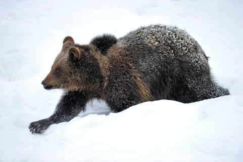 Brown Bear (Ursus arctos)