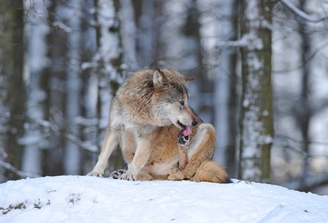 Mackenzie Valley Wolf (Canis lupus occidentalis) in the snow