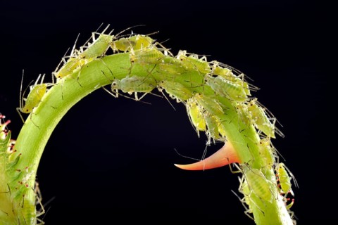 Large Rose Aphids (Macrosiphum rosae)
