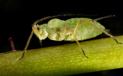 Large Rose Aphid (Macrosiphum rosae)