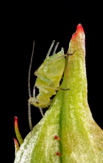Large Rose Aphid (Macrosiphum rosae)